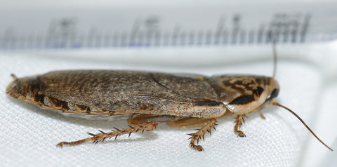 Live Dubia Roach Extra Large