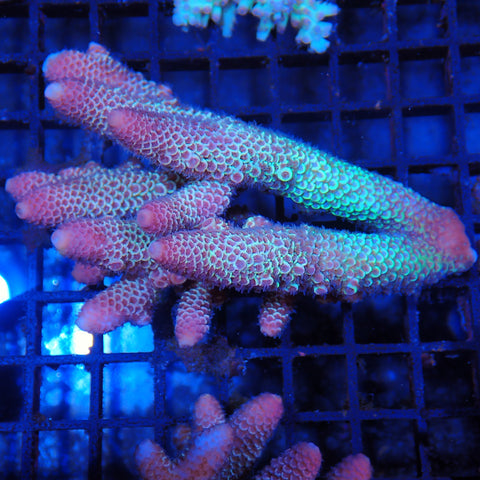 Acropora (SPS) AA002 | Acropora sp.