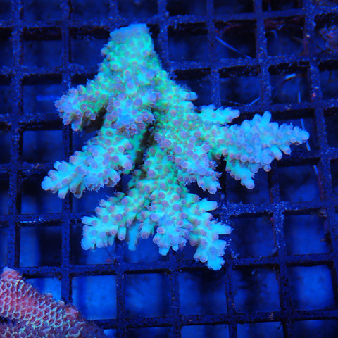 Acropora (SPS) AA003 | Acropora sp.