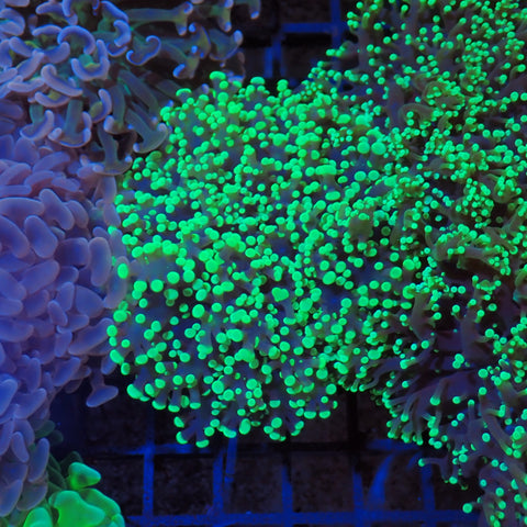 Euphyllia Divisa AA001 | Fimbriaphyllia divisa - Red Sea 20K LED