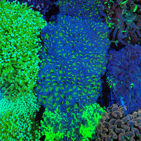 Euphyllia Ancora AA002 | Fimbriaphyllia ancora - Red Sea 20K LED