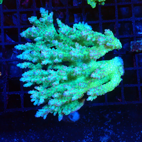 Acropora (SPS) AA005 | Acropora sp. - Red Sea 20K LED