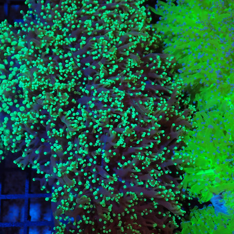 Euphyllia Divisa AA005 | Fimbriaphyllia divisa - Red Sea 20K LED