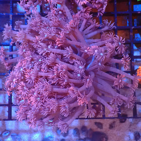 Goniopora AA001 | Goniopora sp. — Red Sea 20K LED
