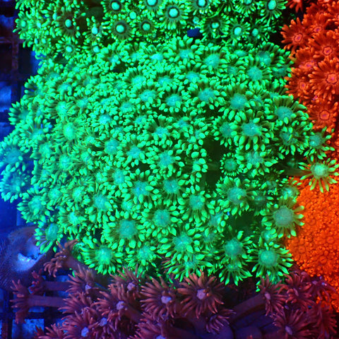 Goniopora AA003 | Goniopora sp. — Red Sea 20K LED