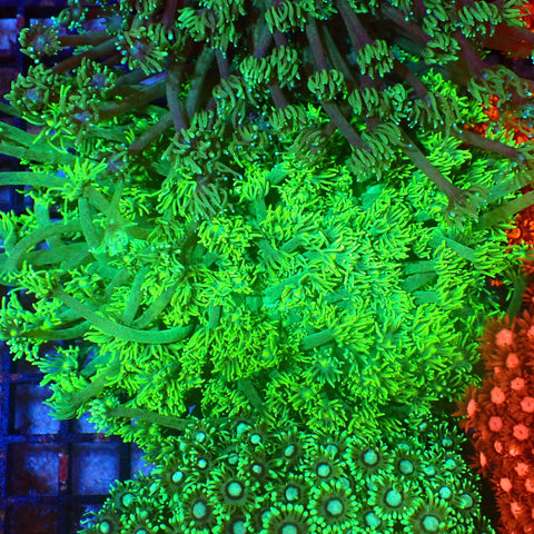 Goniopora AA005 | Goniopora sp. — Red Sea 20K LED