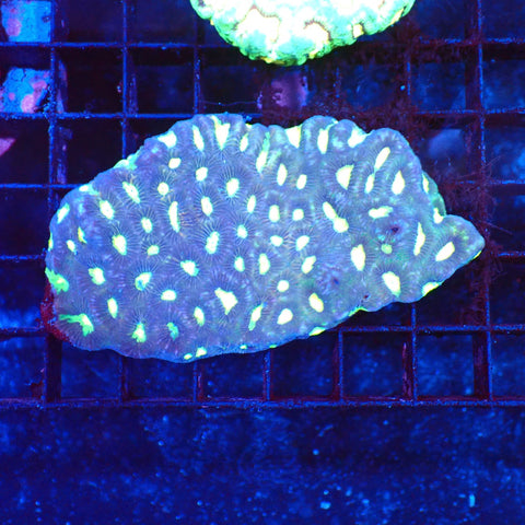 Platygyra (Maze Brain) AA001 | Platygyra sp. — Red Sea 20K LED