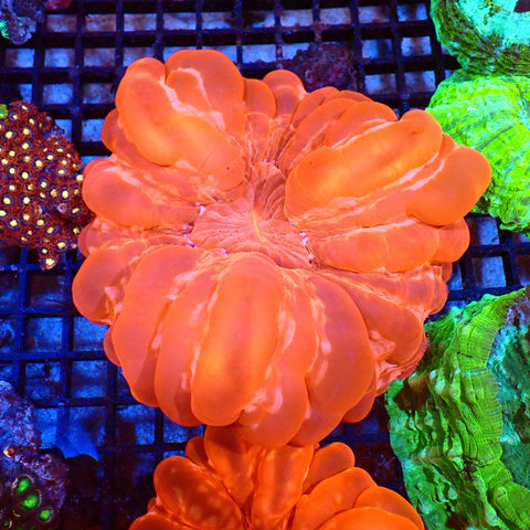 Cynarina / Button Coral AA004 | Cynarina lacrymalis — Red Sea 20K LED