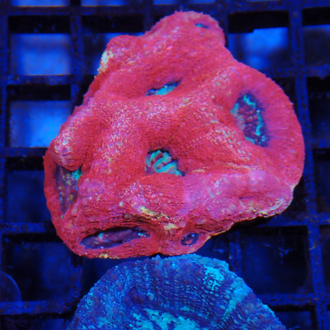 Acanthastrea Bowerbanki AA04 Homophyllia bowerbanki AB8300004