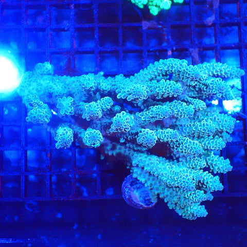 Acropora (SPS) AA001 | Acropora sp. - Red Sea 20K LED