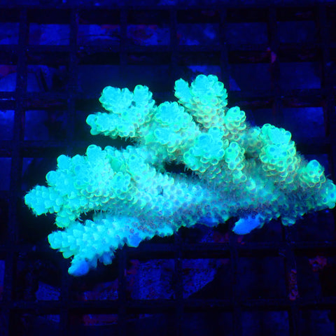 Acropora (SPS) AA006 | Acropora sp. - Red Sea 20K LED
