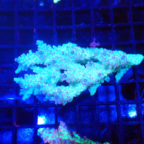 Acropora (SPS) AA012 | Acropora sp. - Red Sea 20K LED