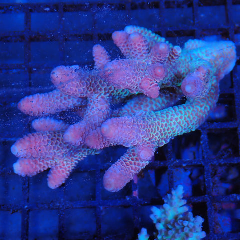 Acropora (SPS) AA004 | Acropora sp.