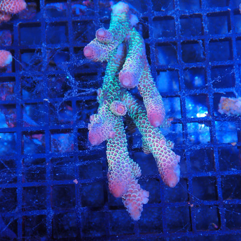 Acropora (SPS) AA005 | Acropora sp.