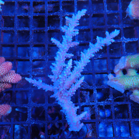 Acropora (SPS) AA006 | Acropora sp.