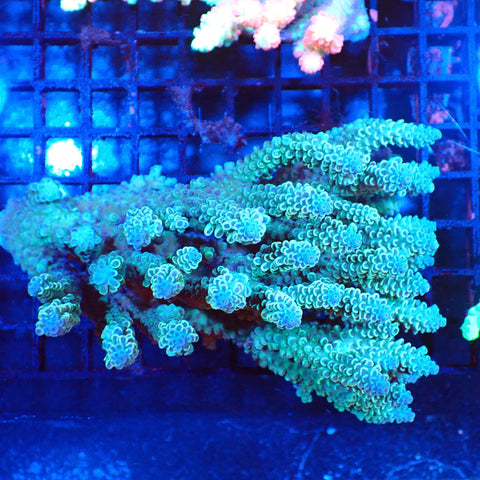 Acropora (SPS) AA001 | Acropora sp. - Red Sea 20K LED