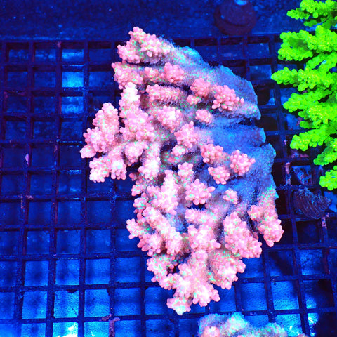 Acropora (SPS) AA003 | Acropora sp. - Red Sea 20K LED