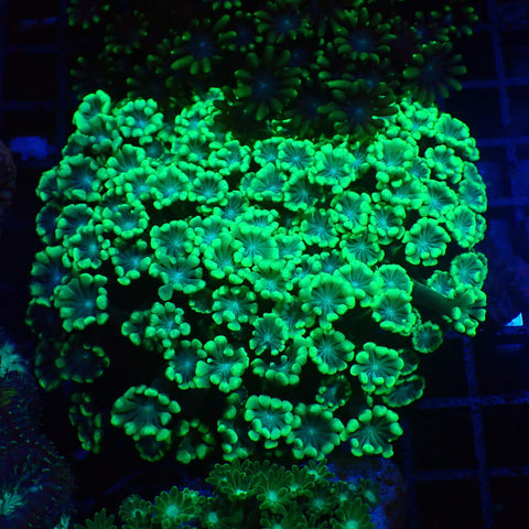 Alveopora AA003 | Alveopora sp. - Red Sea 20K LED