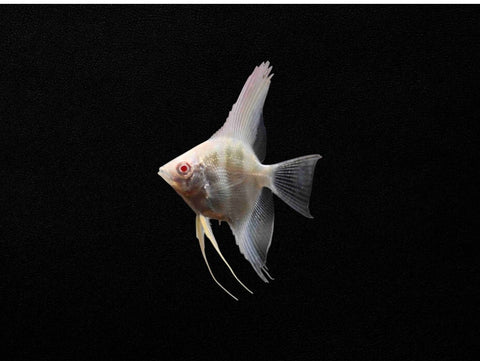 Albino Angelfish (Pterophyllum scalare)