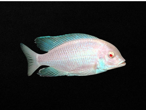 Albino Blue Dolphin