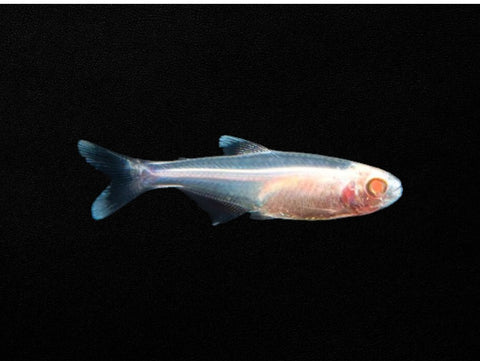 Albino Blue King Tetra