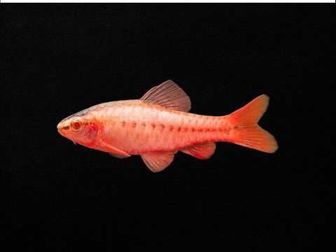 Albino Cherry Barb