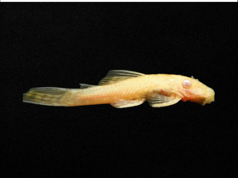 Albino Common Bristlenose