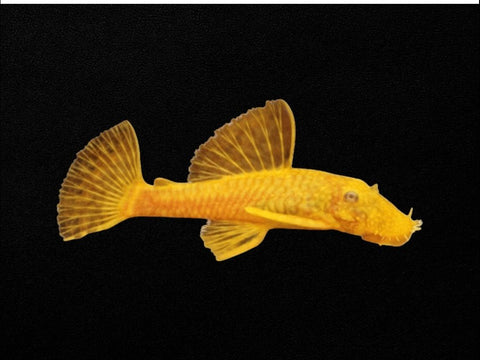 Albino Common Bristlenose Female