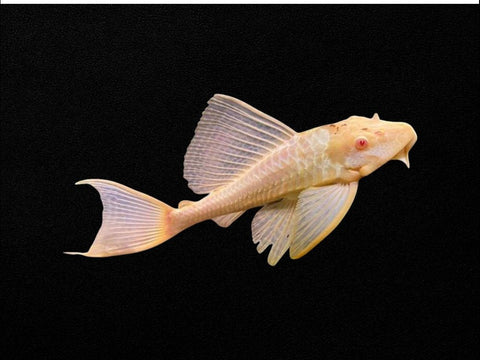 Albino Common Pleco
