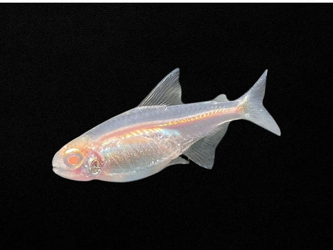 Albino Glowlight Tetra