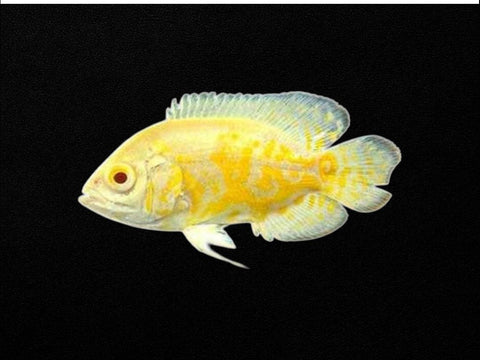 Albino Lemon Oscar