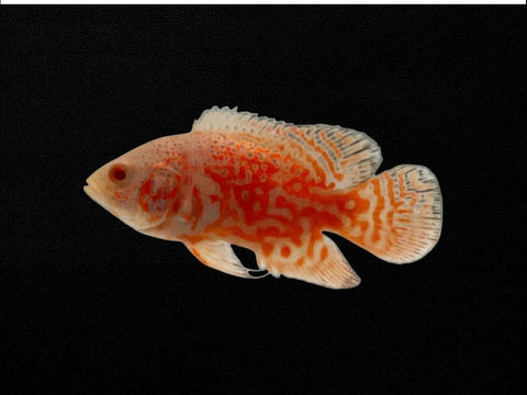 Albino Nemo Oscar