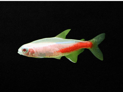 Albino Neon Tetra