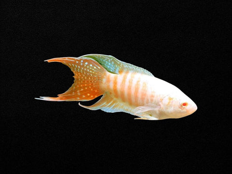 Albino Paradise Fish