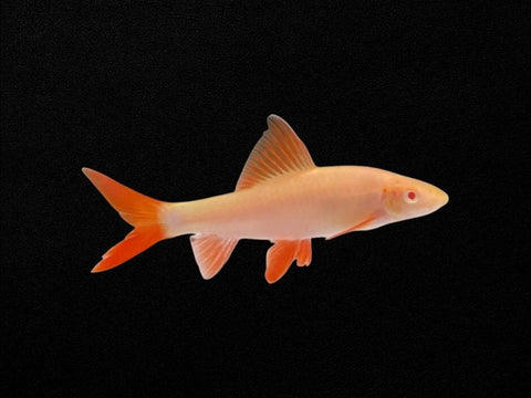 Albino Rainbow Shark