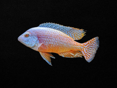 Albino Red Empress