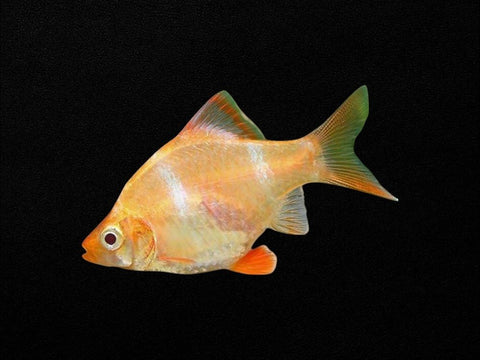 Albino Tiger Barb