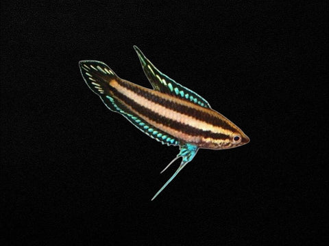 Allan's Licorice Gourami