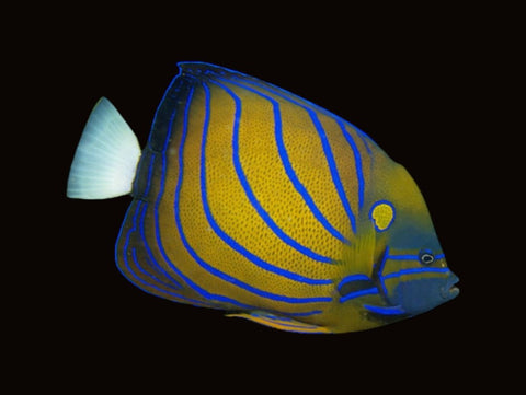 Annularis Angelfish Adult | Pomacanthus annularis
