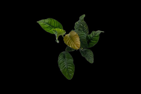 Anubias Coffeefolia