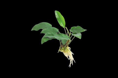 Anubias Emerald Heart