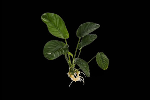 Anubias Jenny