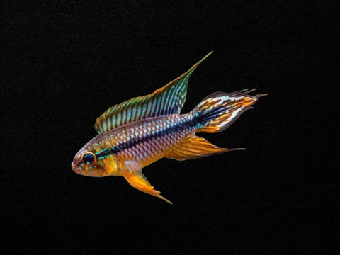 Apistogramma Agassizii Alenquer