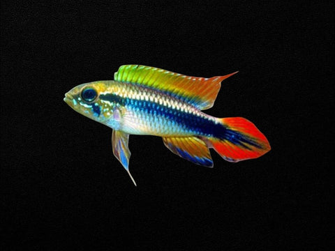 Apistogramma Agassizii Double Red