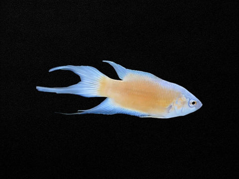 Apricot Paradise Fish