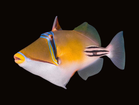 Arabian Assasi Triggerfish | Rhinecanthus assasi