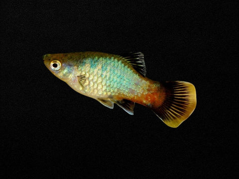 Assorted Platy