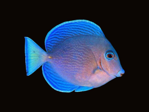 Atlantic Blue Tang | Acanthurus coeruleus