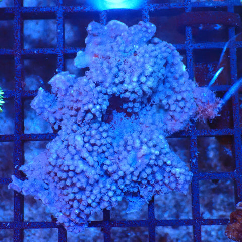 Blue/Green Star Polyp / Cespitularia AA001 | Cespitularia sp. - Red Sea 20K LED