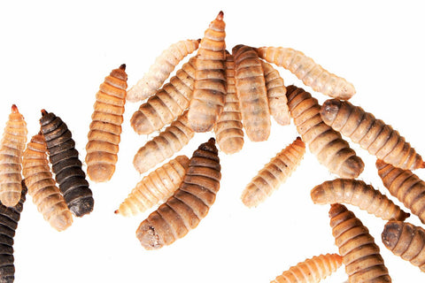 Black Soldier Fly Larvae 100g